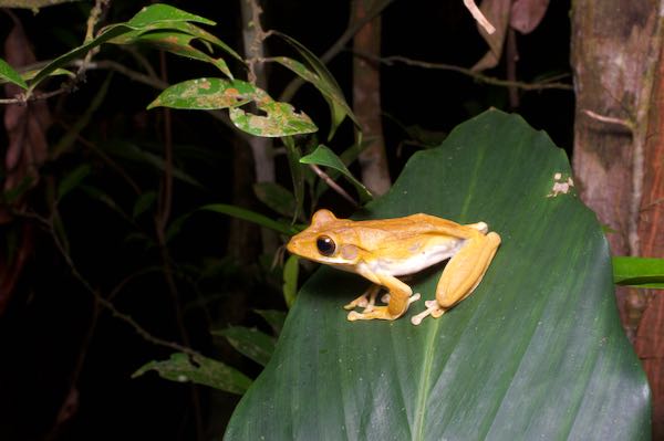 Common Hourglass Treefrog (Polypedates cruciger)