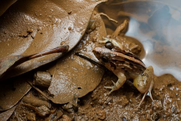 Mountain Paddy Field Frog (Minervarya kirtisinghei)