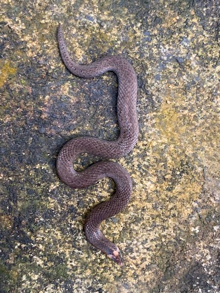 Guenther’s Rough-sided Snake (Aspidura guentheri)