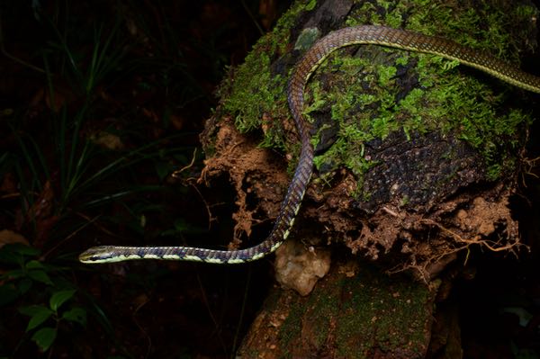 Schokar’s Bronzeback (Dendrelaphis schokari)