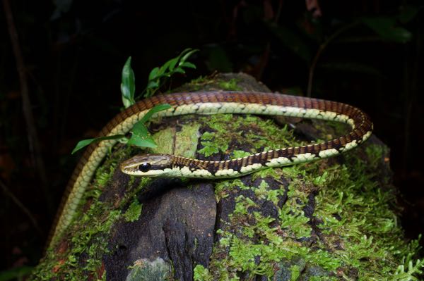 Schokar’s Bronzeback (Dendrelaphis schokari)