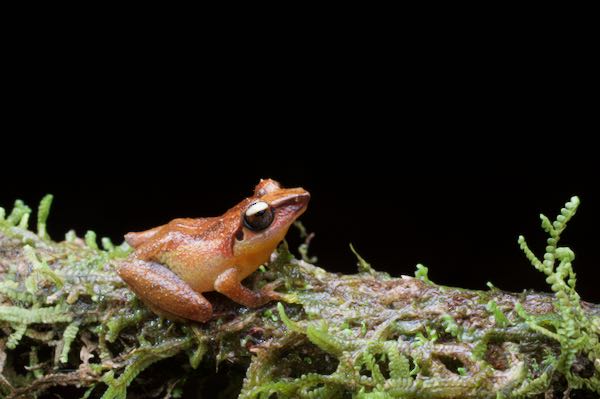 Schneider’s Shrub Frog (Pseudophilautus schneideri)