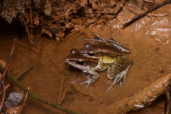 Günther’s Golden-backed Frog (Indosylvirana temporalis)