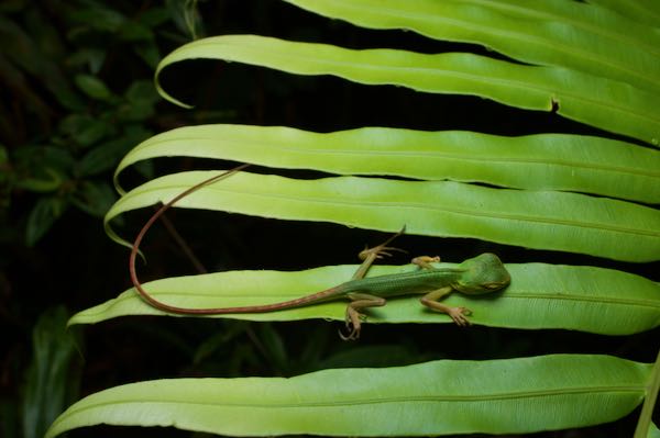 Common Green Forest Lizard (Calotes calotes)