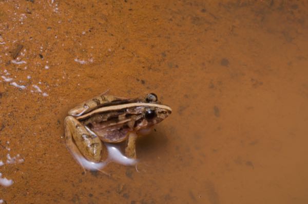 Mountain Paddy Field Frog (Minervarya kirtisinghei)