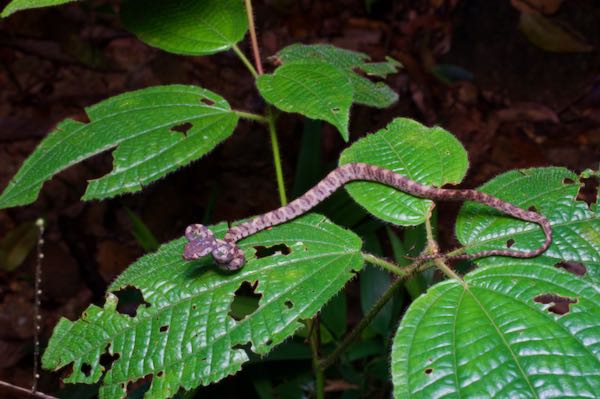 Barnes’s Cat Snake (Boiga barnesii)