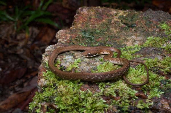 Striped Bronzeback (Dendrelaphis caudolineolatus)