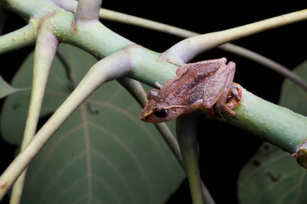 Orange-canthal Shrub Frog (Pseudophilautus stictomerus)