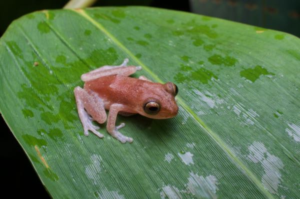 Golden Shrub Frog (Pseudophilautus auratus)