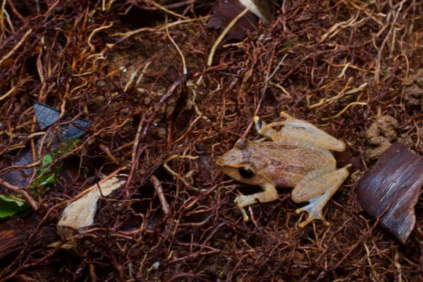 Orange-canthal Shrub Frog (Pseudophilautus stictomerus)