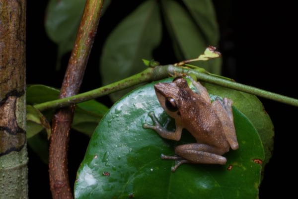 Leaf-dwelling Shrub Frog (Pseudophilautus folicola)