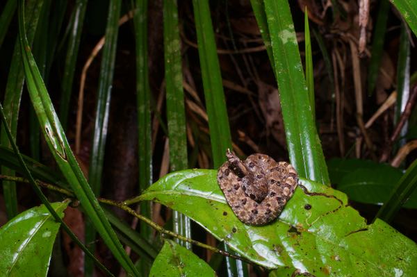 Lowland Hump-nosed Viper (Hypnale zara)