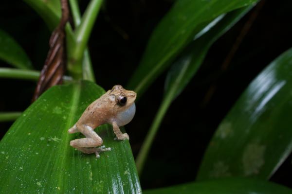 Common Shrub Frog (Pseudophilautus popularis)