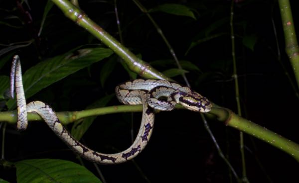 Sri Lankan Green Pit Viper (Craspedocephalus trigonocephalus)