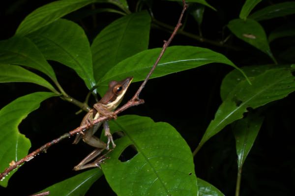 Sharp-snout Saddled Treefrog (Taruga longinasus)