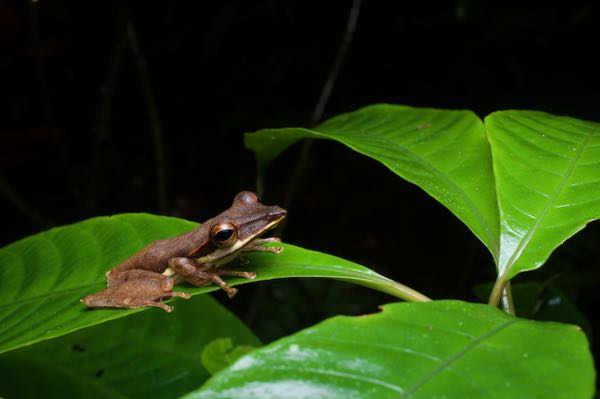 Sharp-snout Saddled Treefrog (Taruga longinasus)