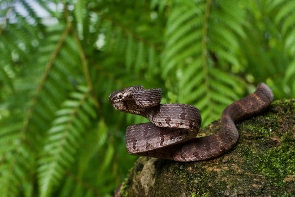 Barnes’s Cat Snake (Boiga barnesii)