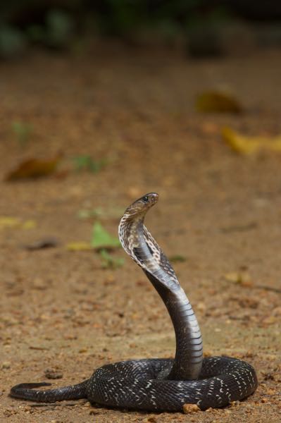 Indian Cobra (Naja naja)