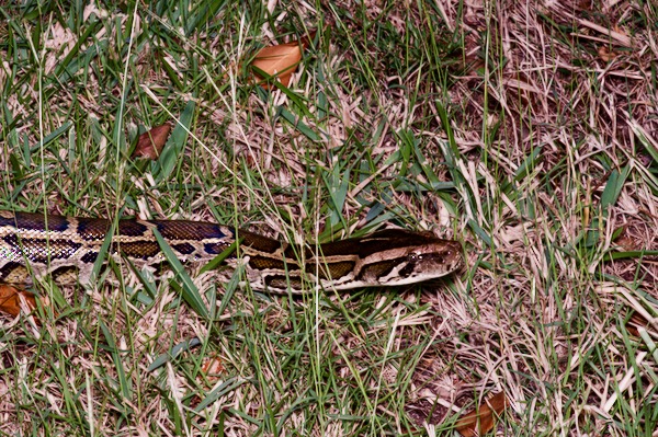 Burmese Python (Python bivittatus)