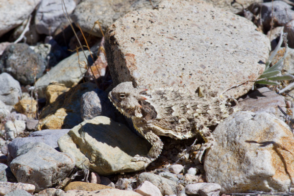 Blainville’s Horned Lizard (Phrynosoma blainvillii)