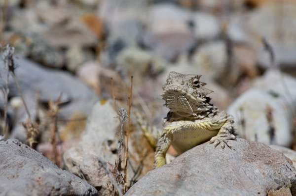 Blainville’s Horned Lizard (Phrynosoma blainvillii)