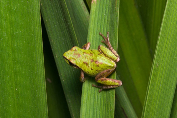 Sierran Treefrog (Pseudacris sierra)