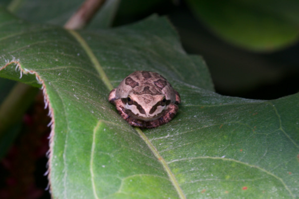 Sierran Treefrog (Pseudacris sierra)