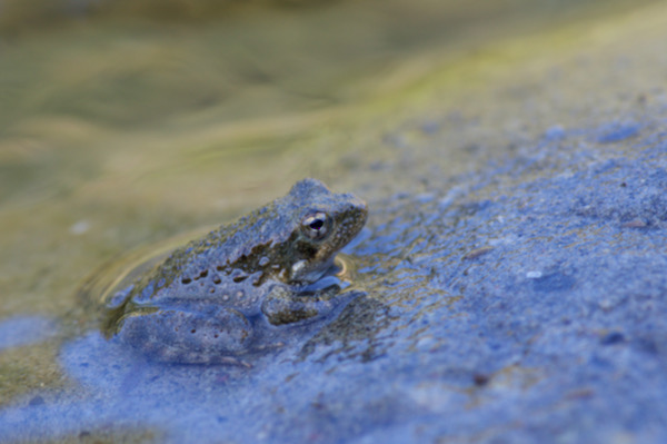 Foothill Yellow-legged Frog (Rana boylii)