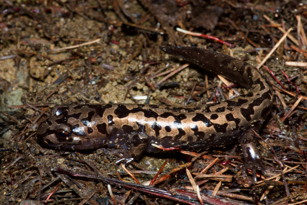 Coastal Giant Salamander (Dicamptodon tenebrosus)