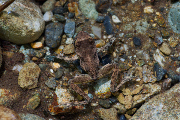 Coastal Tailed Frog (Ascaphus truei)