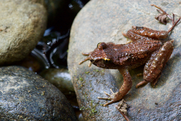 Coastal Tailed Frog (Ascaphus truei)