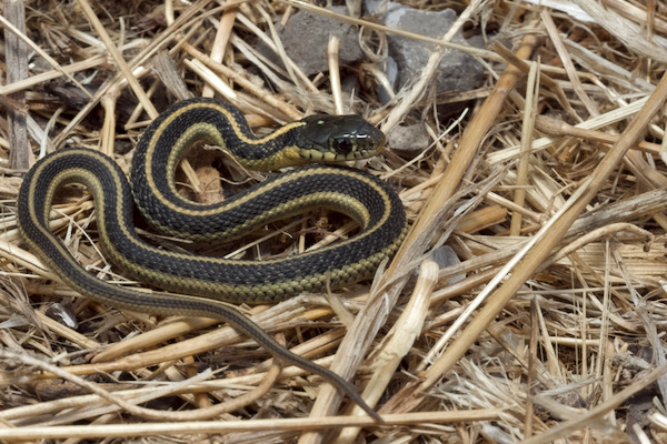 Diablo Range Gartersnake (Thamnophis atratus zaxanthus)