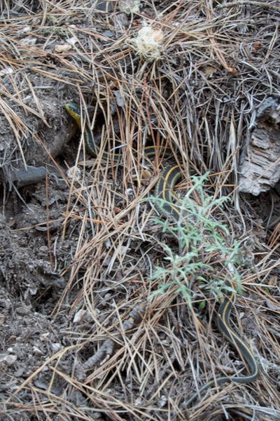 Diablo Range Gartersnake (Thamnophis atratus zaxanthus)