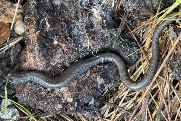 Gabilan Mountains Slender Salamander (Batrachoseps gavilanensis)