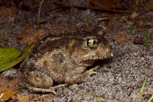 Eastern Spadefoot (Scaphiopus holbrookii)