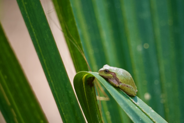 Pine Woods Treefrog (Hyla femoralis)