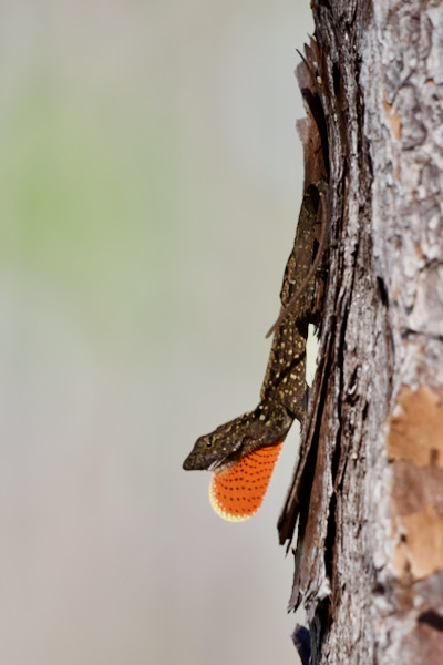 Cuban Brown Anole (Anolis sagrei sagrei)