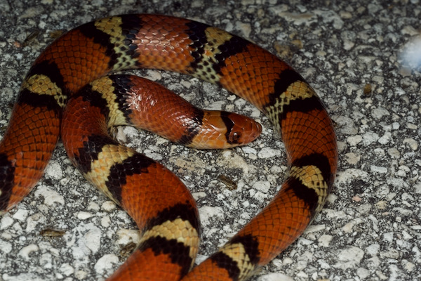 Florida Scarletsnake (Cemophora coccinea coccinea)