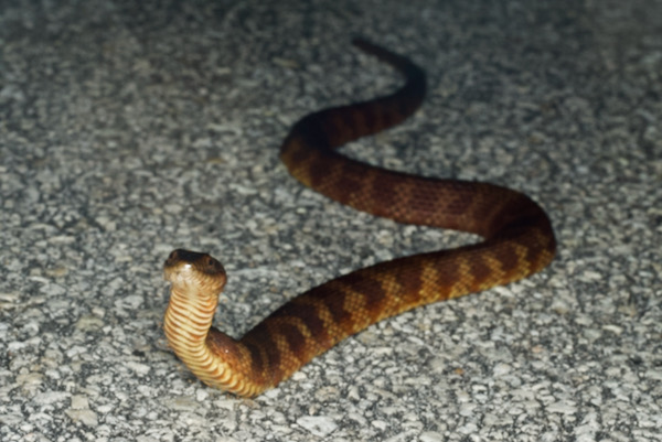 Mangrove Saltmarsh Watersnake (Nerodia clarkii compressicauda)