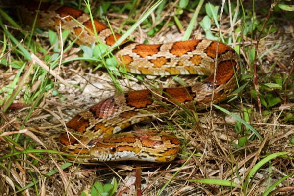 Corn Snake (Pantherophis guttatus)