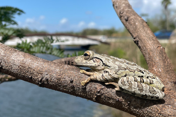 Cuban Treefrog (Osteopilus septentrionalis)