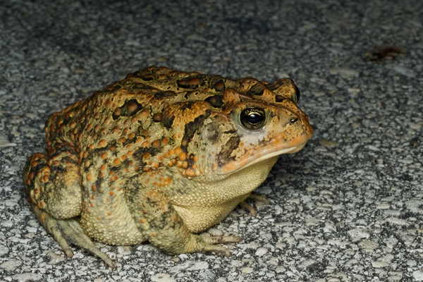 Southern Toad (Anaxyrus terrestris)