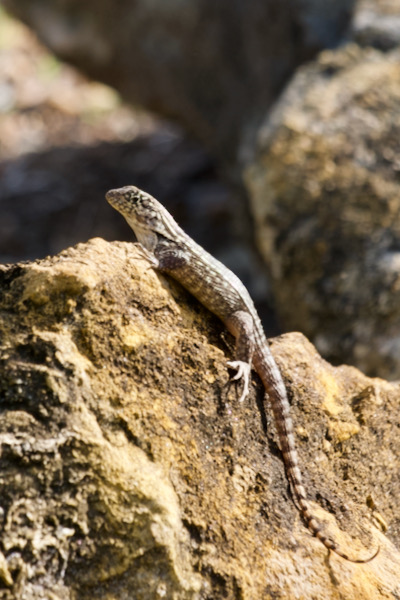 Northern Curly-tailed Lizard (Leiocephalus carinatus)