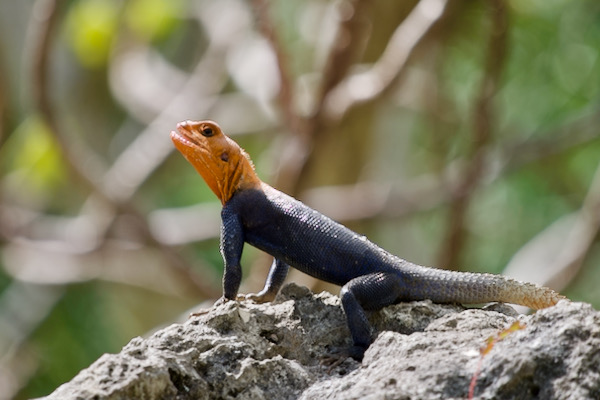 West African Rainbow Lizard (Agama picticauda)