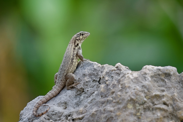 Northern Curly-tailed Lizard (Leiocephalus carinatus)