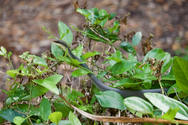 Everglades Racer (Coluber constrictor paludicola)