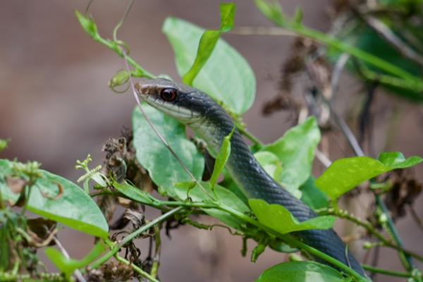 Everglades Racer (Coluber constrictor paludicola)