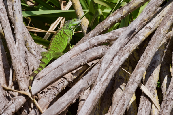 Green Iguana (Iguana iguana)