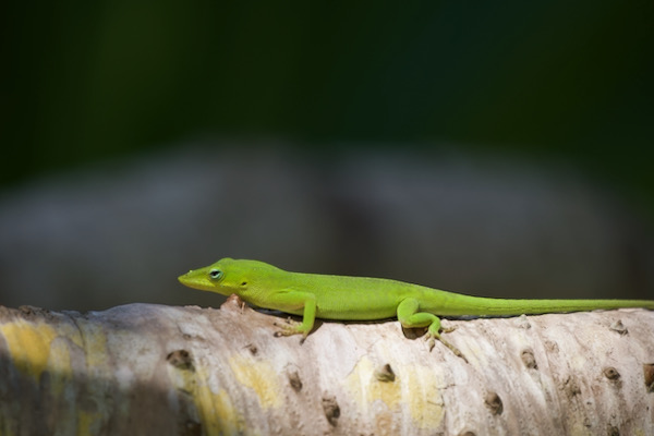 Green Anole (Anolis carolinensis)