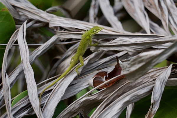 Green Anole (Anolis carolinensis)